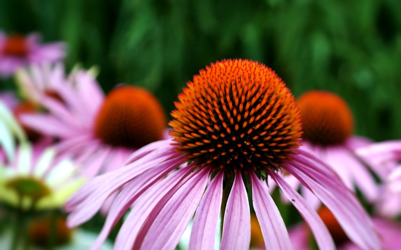 Echinacea – nádherná květinka, která pomáhá